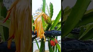 How to grow dragon fruit in a pot 🎄 Pink fruit shots shrubsgardeningplantshouseplant [upl. by Yrrag363]