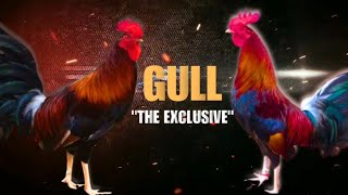 GULL GAMEFOWL HISTORY Fighting Style and History [upl. by Atlee]