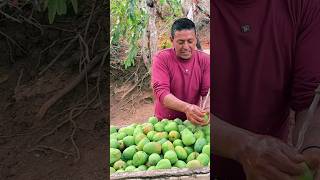 Dulce de mango verde una sabrosura que emocióoooon 😋🧑🏽‍🌾 campesinos ecuador agricultura [upl. by Nidla]