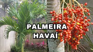 SAIBA COMO FAZER MUDAS DA PALMEIRA HAVAÍ CONHECIDA COMO VEITCHIA [upl. by Padraic242]