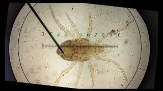 calibrating graticule OCR A ALevel Biology Revision  Module 2 Foundation in Biology [upl. by Ridglee]