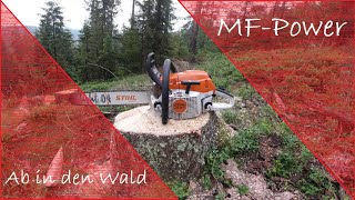 Holz rücken extrem uncut mit Massey Ferguson MF 4707 4709 4710 Brennholz Stihl cm [upl. by Demahum538]