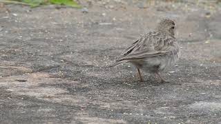 鳥類 bird  賽氏短趾百靈短趾百靈短趾沙百靈 Calandrella dukhunensis  Sykess Shorttoed Lark 百靈科 Alaudidae2 [upl. by Nwahsor]