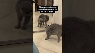 When a cat saw himself in mirror🤣 shorts funnycats [upl. by Acnairb]