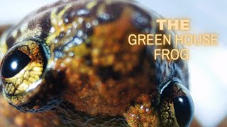 Amazing CloseUp footage of the Greenhouse Frog under a Microscope [upl. by Hcone]