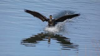 Great Cormorant Footbraking while Splashdown to Winter River [upl. by Avigdor]