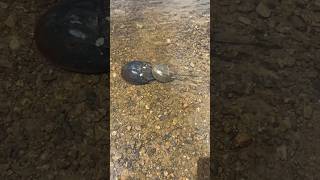 Sea Doo Fish Pro Trophy “ Lexi Lu” on Piscataqua River Eliot Maine…Horseshoe crabs mating… [upl. by Ahgiela]