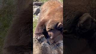 Grizzly playing with a log animals [upl. by Aiuoqes]