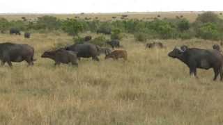 Buffalo Chasing Lions Maasai Mara Kenya [upl. by Ranee]