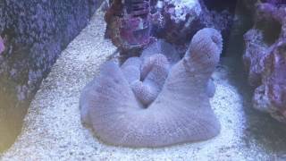 Blue haddoni carpet anemone feeding 1562017 [upl. by Nickolai]