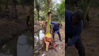 Harvest Baby Coconut Tree For Food  Thai Street Food [upl. by Burley]