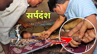 जहरीला साँप काटने से एक और बच्चे की मौत  Cobra snake bites a baby girl  Guddu Maurya SarpMitra [upl. by Enitsyrhc]