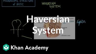 Microscopic structure of bone  the Haversian system  NCLEXRN  Khan Academy [upl. by Amando658]