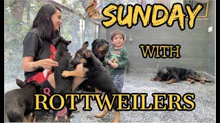 Unleashing the 2 Rottweilers On Fascinating Sunday With Family Vlog  Rottweiler Vlog  Namitaology [upl. by Ailicec]