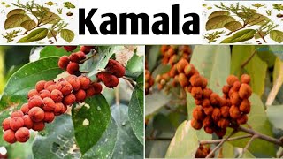 kamala Kumkum tree Pharmacognosy Unit 4 B Pharm 4th Sem kamala naturalpowders [upl. by Htessil]