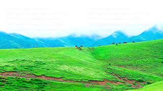 horses are grazing on top of green mountain hill at misty and rainy summer day [upl. by Lanta]