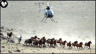 Farmers And The US Government Deal With Millions Of Wild Horses This Way [upl. by Turnheim]