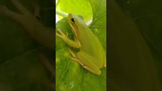 Tree frog on a leaf amphibian treefrog foryou nature documental frog science [upl. by Alilak]