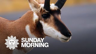 Nature Pronghorn antelope [upl. by Finny106]