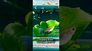 Guppy Fish Giving Birth to 180 Baby Guppies aquarium guppyfishtank fishtank [upl. by Henke]