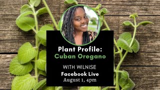 Plant Profile Cuban Oregano with Wilnise [upl. by Eehc]