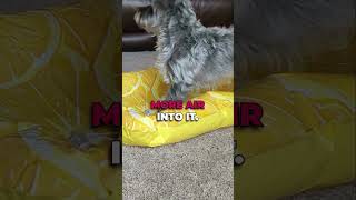 BudgetFriendly ConfidenceBoosting Puppy Activity 🐶 diy puppy dogtraining [upl. by Nomsed5]