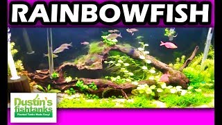 How to keep Rainbowfish 55 Planted Aquarium [upl. by Nwahsek]