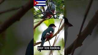 El tocororo o trogón tocororo 🕊️🕊️ave nacional de Cuba [upl. by Joash]