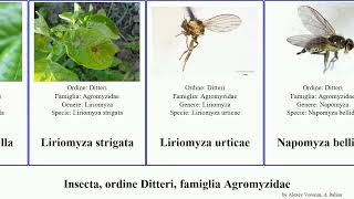 Insecta ordine Ditteri famiglia Agromyzidae liriomyza phytomyza chromatomyia lateralis pusilla [upl. by Normak]