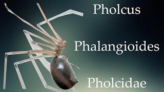 Pholcus phalangioides  Pholcidae [upl. by Brandi]