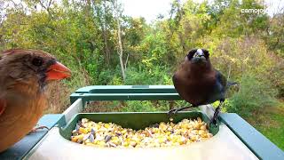 20241031 Brownheaded Cowbirds [upl. by Cozza]