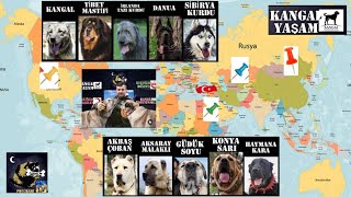 KANGAL KÖPEKLERİNİN GERÇEK YAŞAM ALANLARI4VİDEOMKANGALIN TORUNU OLANESKİTARİHLİ ANADOLUKÖPEKLERİ [upl. by Ecneret]