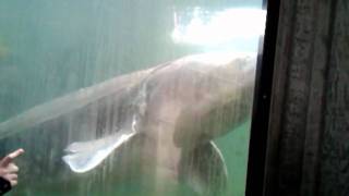 Herman the SturgeonBonneville Dam Oregon [upl. by Walli]