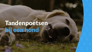 Maand van het gebit  Tandenpoetsen bij een hond [upl. by Ojeitak]