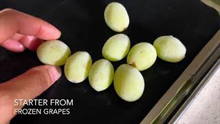 🍇 Free Natural Yeast from Frozen Grapes  Starter  Fermentation  Sourdough  Winemaking  Brewing [upl. by Mcilroy]