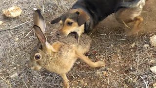 فراجة اللهم بارك صيد الحجل والارنب في المغرب 29102023 Chasse Perdrix et Lièvre au Maroc [upl. by Mabel]