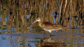 オグロシギ 野鳥 Blacktailed Godwit Limosa limosa wildbirds [upl. by Eineg350]