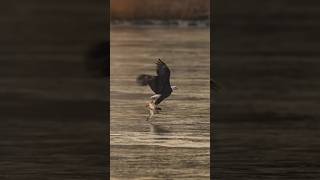 eagle attack wildlife birds short [upl. by Ahsinut]