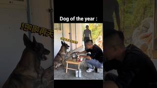 Dog Of The Year Award Goes To😎shorts cute fummy dog doglover comedy [upl. by Ahsina]