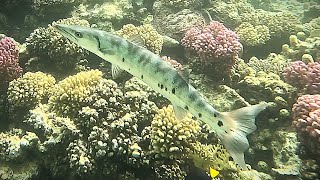 Great barracuda Sphyraena barracuda 4K [upl. by Annekahs]