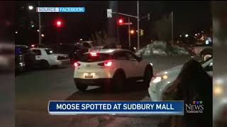 Moose Running Around in Parking Lots in Sudbury Ontario [upl. by Naryk180]