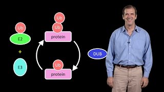 Deshaies Amgen 1 A primer on the ubiquitinproteasome system [upl. by Dott]