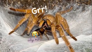 Adult TARANTULAs are HUNGRY   Feeding Video like Old Times kinda [upl. by Murrah17]