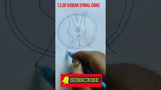 Learn the Easy Steps to Draw the TS of the Human Spinal Cord [upl. by Jari]