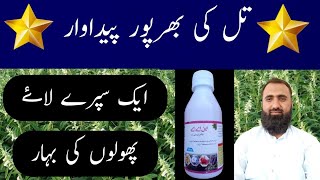 How to boost flowering in sesame  Naphthyl Acetic AcidBilal Kanju Official [upl. by Boycie]