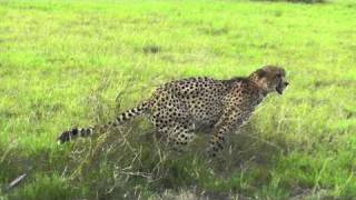 Male Cheetah Marking At Ulusaba [upl. by Ahcatan]