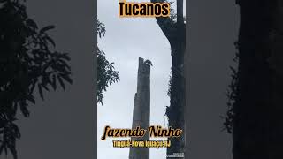 TUCANOS fazendo Ninho ❤️TINGUÁ NOVA IGUAÇURJ fifirifutes tingua shorts novaiguacu tucano [upl. by Flodur553]