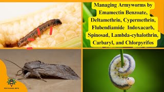 Managing Armyworms Identification Life Cycle and Effective Insecticide Strategies [upl. by Gyatt]