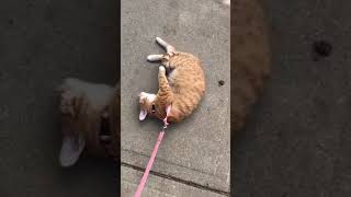 Took My Cat for Her First Walk Today 🐾 I Really Think She Likes It [upl. by Drarrej]