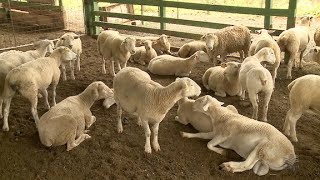 Caprinocultura e ovinocultura  mercado para carnes de qualidade [upl. by Adelina482]